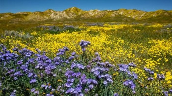 California ngập tràn hoa dại